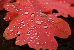red_leaf
