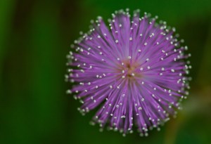 http://www.dreamstime.com/royalty-free-stock-photography-mimosa-pudica-flower-closeup-nature-image41855027