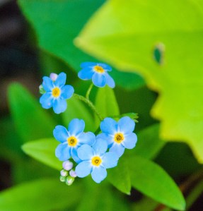 http://www.dreamstime.com/stock-photography-forget-me-not-flowers-alaska-image45251382