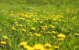 http://www.dreamstime.com/royalty-free-stock-images-sunny-spring-background-field-yellow-dandelions-season-image44704359
