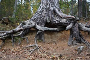 dreamstime_l_51606113