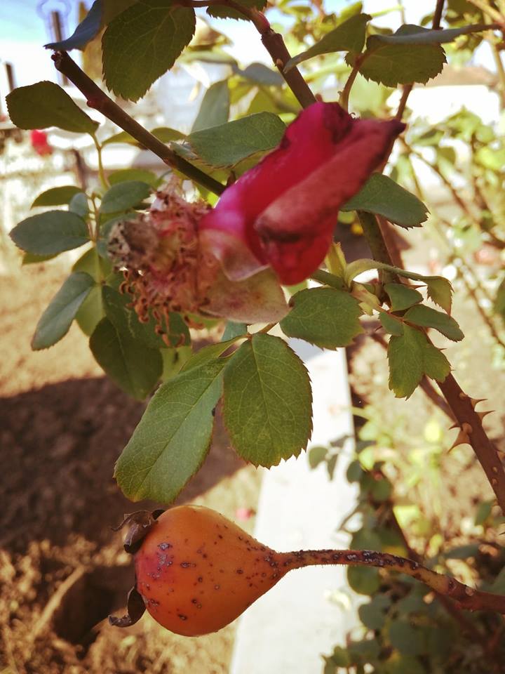 45202465_1896748883696307_6845665497405456384_n